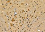 PPP2R4 Antibody in Immunohistochemistry (Paraffin) (IHC (P))