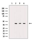 PPP2R4 Antibody in Western Blot (WB)