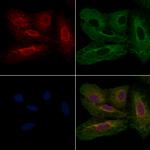 TRIM21 Antibody in Immunocytochemistry (ICC/IF)