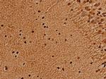 TRIM21 Antibody in Immunohistochemistry (Paraffin) (IHC (P))