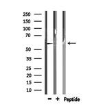 TRIM21 Antibody in Western Blot (WB)