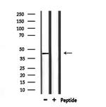 CD244 Antibody in Western Blot (WB)