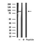 EXT1 Antibody in Western Blot (WB)