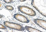 IGF2 Antibody in Immunohistochemistry (Paraffin) (IHC (P))