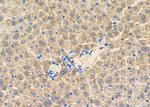 IGF2 Antibody in Immunohistochemistry (Paraffin) (IHC (P))