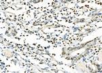 CD16 Antibody in Immunohistochemistry (Paraffin) (IHC (P))