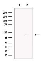 FBXO32 Antibody in Western Blot (WB)