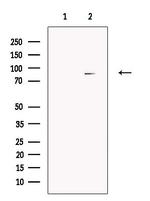 Cullin 4A Antibody in Western Blot (WB)