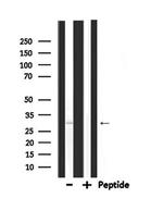 PDX1 Antibody in Western Blot (WB)