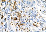 NQO2 Antibody in Immunohistochemistry (Paraffin) (IHC (P))