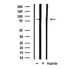 TLE1 Antibody in Western Blot (WB)