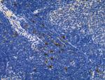 Ephrin B2 Antibody in Immunohistochemistry (Paraffin) (IHC (P))