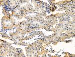 Ephrin B2 Antibody in Immunohistochemistry (Paraffin) (IHC (P))