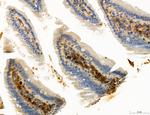 Ephrin B2 Antibody in Immunohistochemistry (Paraffin) (IHC (P))