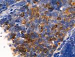 Ephrin B2 Antibody in Immunohistochemistry (Paraffin) (IHC (P))