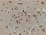 Ephrin B2 Antibody in Immunohistochemistry (Paraffin) (IHC (P))