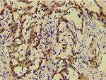 Ephrin B2 Antibody in Immunohistochemistry (Paraffin) (IHC (P))