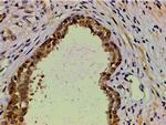 Ephrin B2 Antibody in Immunohistochemistry (Paraffin) (IHC (P))