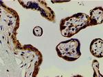 Ephrin B2 Antibody in Immunohistochemistry (Paraffin) (IHC (P))