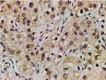 Ephrin B2 Antibody in Immunohistochemistry (Paraffin) (IHC (P))