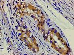 Ephrin B2 Antibody in Immunohistochemistry (Paraffin) (IHC (P))