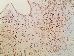 Ephrin B2 Antibody in Immunohistochemistry (Paraffin) (IHC (P))