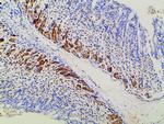 Ephrin B2 Antibody in Immunohistochemistry (Paraffin) (IHC (P))