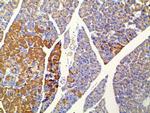 Ephrin B2 Antibody in Immunohistochemistry (Paraffin) (IHC (P))