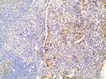 Ephrin B2 Antibody in Immunohistochemistry (Paraffin) (IHC (P))