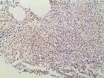 Ephrin B2 Antibody in Immunohistochemistry (Paraffin) (IHC (P))