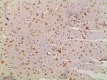 Ephrin B2 Antibody in Immunohistochemistry (Paraffin) (IHC (P))