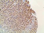 Ephrin B2 Antibody in Immunohistochemistry (Paraffin) (IHC (P))