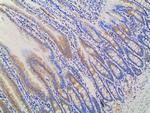 Ephrin B2 Antibody in Immunohistochemistry (Paraffin) (IHC (P))