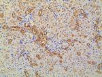 Ephrin B2 Antibody in Immunohistochemistry (Paraffin) (IHC (P))