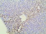 Ephrin B2 Antibody in Immunohistochemistry (Paraffin) (IHC (P))