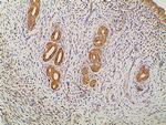 Ephrin B2 Antibody in Immunohistochemistry (Paraffin) (IHC (P))