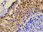 Ephrin B2 Antibody in Immunohistochemistry (Paraffin) (IHC (P))