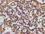 Ephrin B2 Antibody in Immunohistochemistry (Paraffin) (IHC (P))