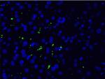 Ephrin B2 Antibody in Immunohistochemistry (Paraffin) (IHC (P))