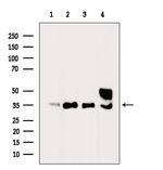 Ephrin B2 Antibody in Western Blot (WB)