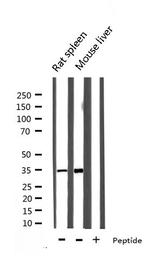 Ephrin B2 Antibody in Western Blot (WB)