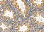 Substance P Antibody in Immunohistochemistry (Paraffin) (IHC (P))