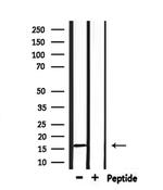 Substance P Antibody in Western Blot (WB)