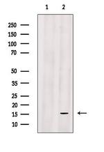 Substance P Antibody in Western Blot (WB)