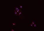 PP2A alpha/beta Antibody in Immunocytochemistry (ICC/IF)