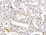 MRPL33 Antibody in Immunohistochemistry (Paraffin) (IHC (P))