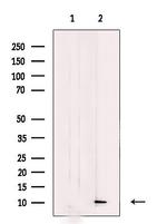 MRPL33 Antibody in Western Blot (WB)