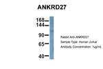 ANKRD27 Antibody in Western Blot (WB)