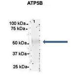 ATP Synthase beta Antibody in Immunoprecipitation (IP)