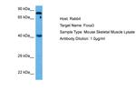 FOXA3 Antibody in Western Blot (WB)